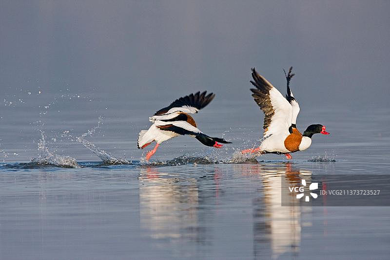两只飞翔的赤麻鸭，在水面追逐竞争对手，英国萨福克图片素材