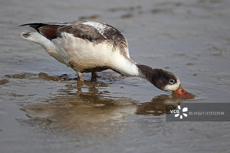 普通翘鼻麻鸭幼鸟在浅水中觅食（英国诺福克郡）图片素材