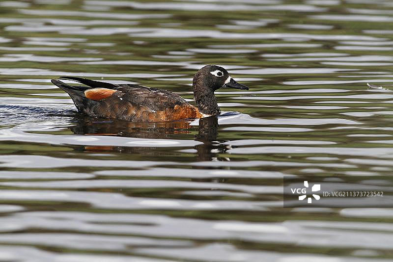 澳洲麻鸭：公园湖泊中游泳的成年雌性澳洲麻鸭，西澳大利亚珀斯图片素材