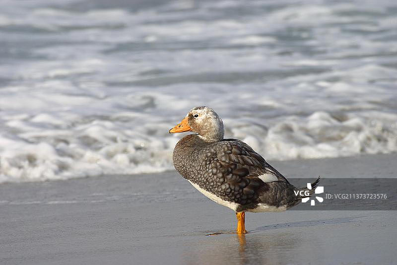 福克兰蒸汽鸭，福克兰蒸汽鸭，地方性，鹅鸟，半鹅，动物，鸟类，福克兰不会飞的蒸汽鸭（短翅船鸭）雄性站在海边沙滩上图片素材