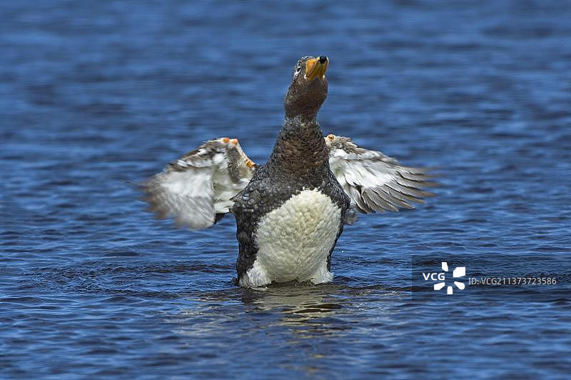福克兰群岛：不会飞的鸭子图片素材