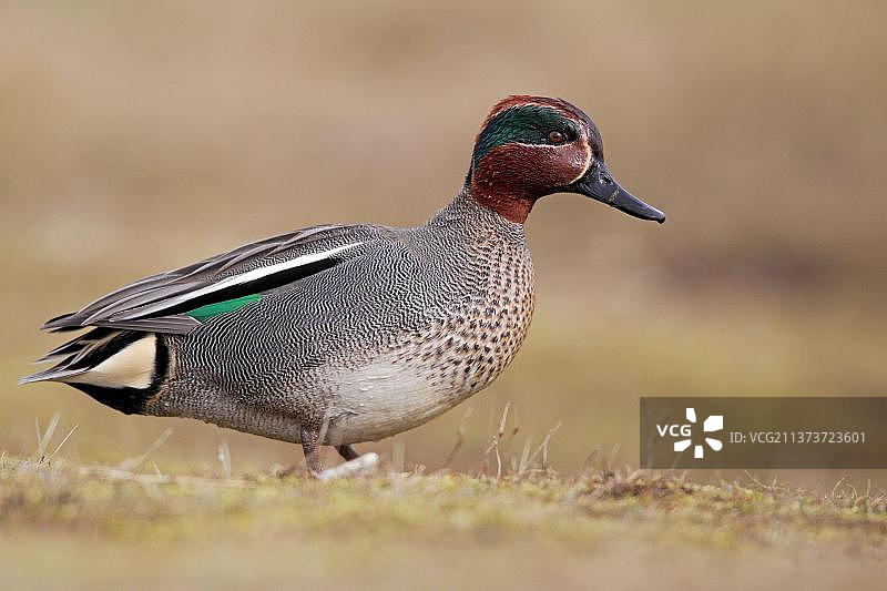 绿翅鸭成年雄鸟，站立在草地上，英国诺福克图片素材