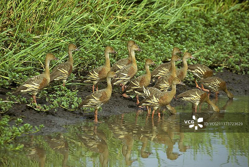 澳洲羽状鸭图片素材