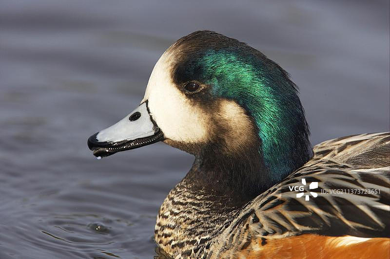 智利绿头鸭图片素材