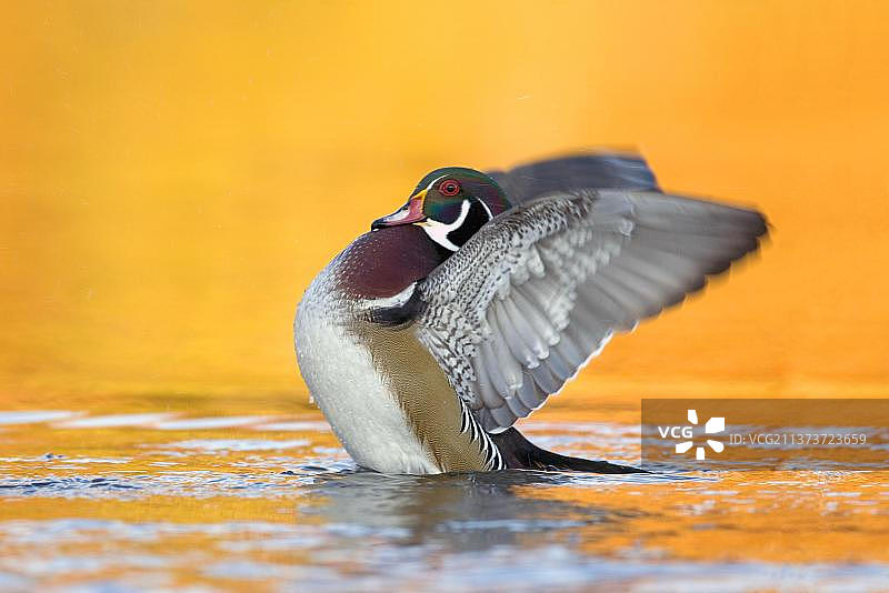 鸳鸯（Aix sponsa）成年雄性，在水上扇动翅膀（美国，秋季）图片素材