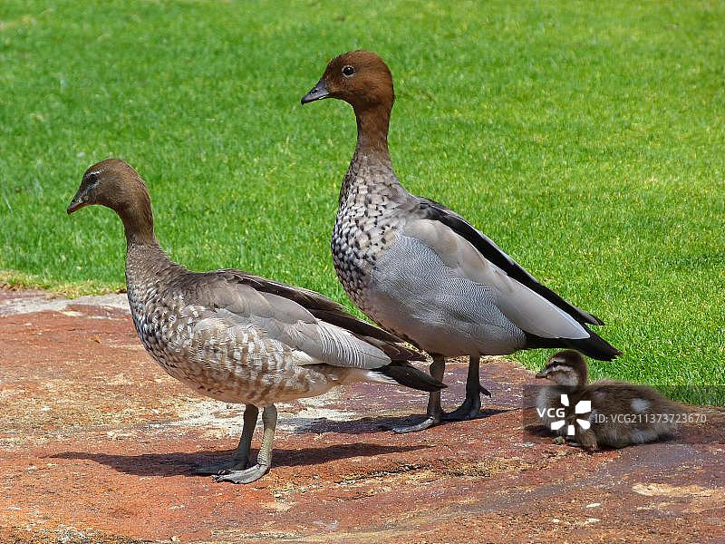鬃毛鹅，澳洲木鸭，公园里的鸭子图片素材