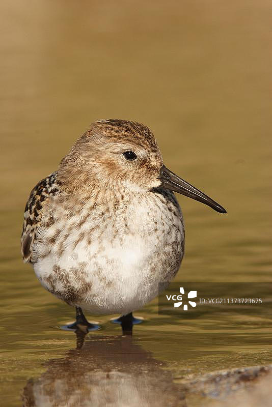 英国康沃尔郡Sennon海湾，站在浅水池中的成年欧鹬图片素材