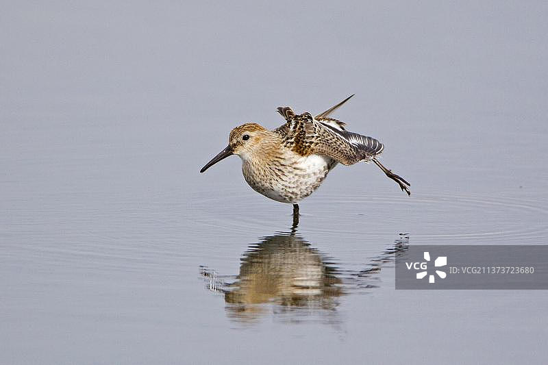 滨鹬成鸟伸腿立于水中图片素材