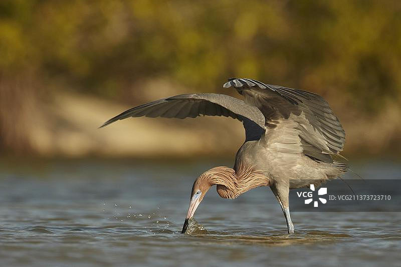 红鹭（暗色型），成鸟在佛罗里达州捕鱼图片素材