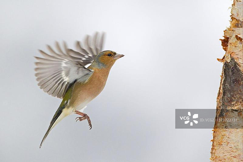 飞行中的成年雄性苍头燕雀图片素材
