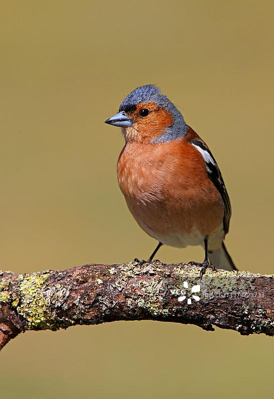 苍头燕雀：栖息在树枝上的成年雄鸟（英国诺福克）图片素材