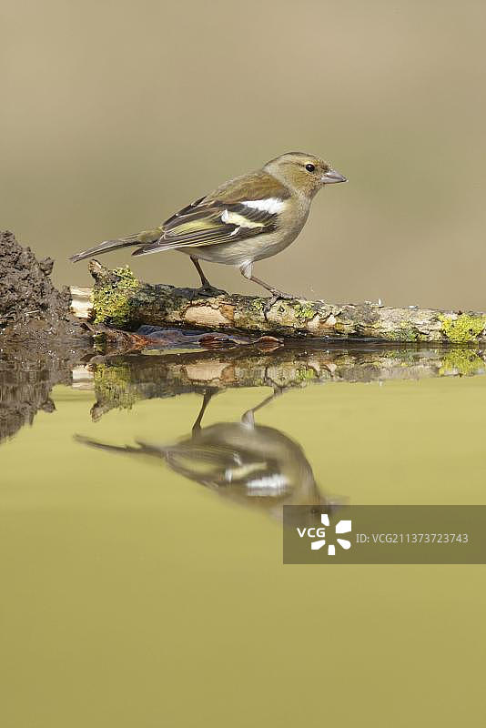 英国西约克郡，栖息在水池边地衣覆盖树枝上的普通苍头燕雀雌鸟图片素材