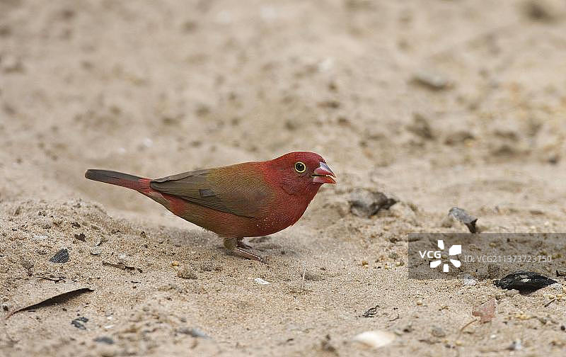 红嘴火雀：成年雄鸟在塞内加尔的沙地上觅食种子图片素材