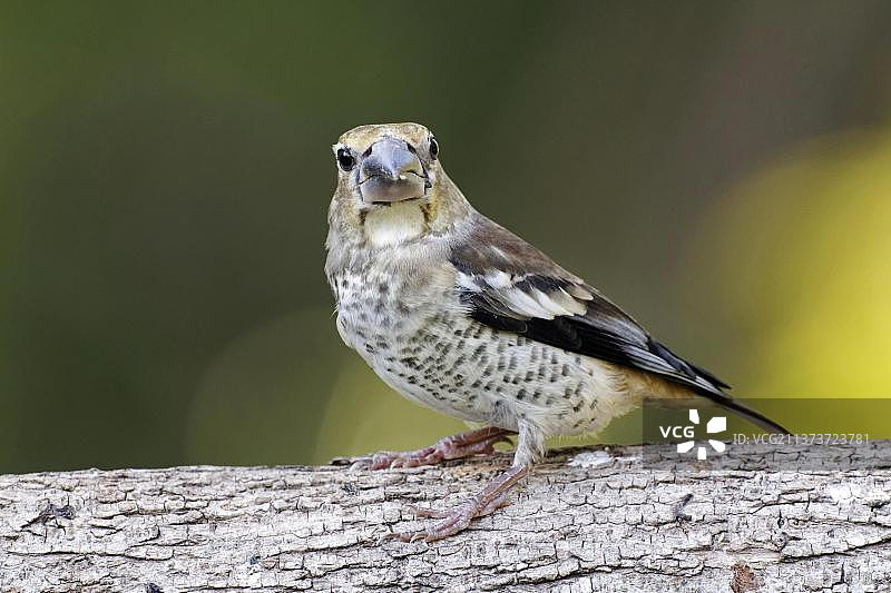 保加利亚的燕雀幼鸟图片素材