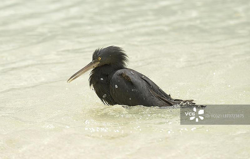 东部太平洋礁鹭（深色型），成鸟在昆士兰州海中沐浴，澳大利亚，大洋洲图片素材