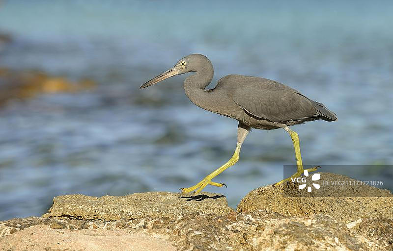 在澳大利亚昆士兰海边岩石上行走的暗色型太平洋礁鹭图片素材