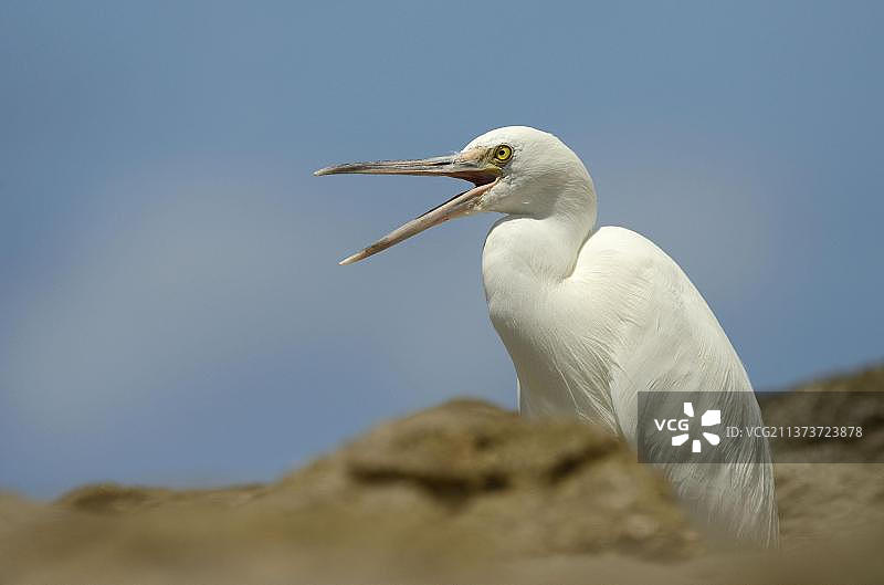 太平洋东部礁鹭成年白色形态在澳大利亚昆士兰州岩石中叫喊图片素材