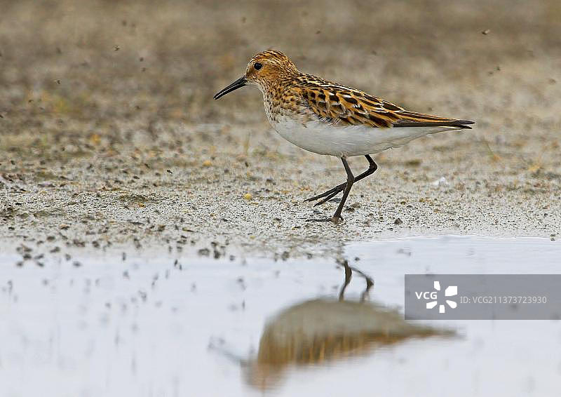 小滨鹬，动物，鸟类，涉禽，夏季成鸟在挪威北部觅食昆虫图片素材