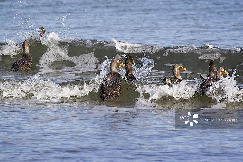 福克兰蒸汽鸭，福克兰蒸汽鸭，地方性，鹅鸟，半鹅，动物，鸟类，福克兰不会飞的蒸汽鸭，短翅船鸭图片素材
