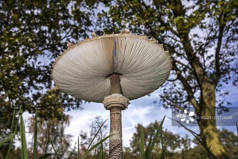 伞菌仰视（显示菌褶）图片素材