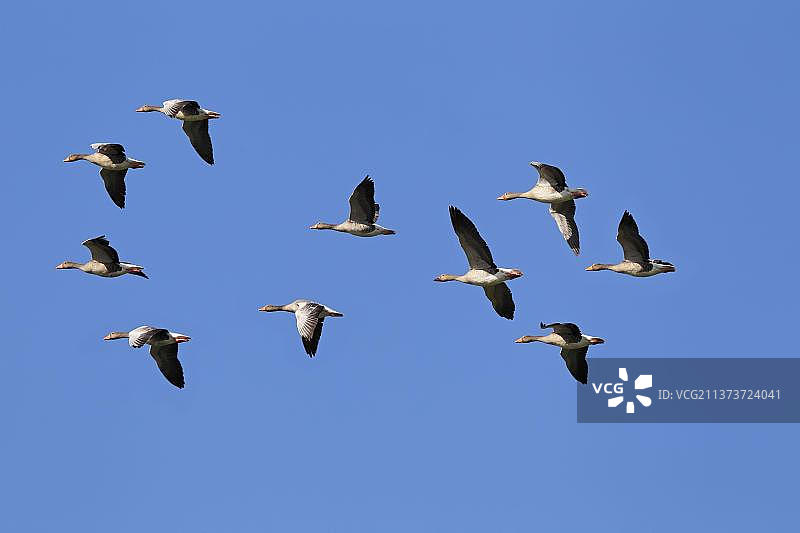 德国波登湖国家公园的灰雁图片素材