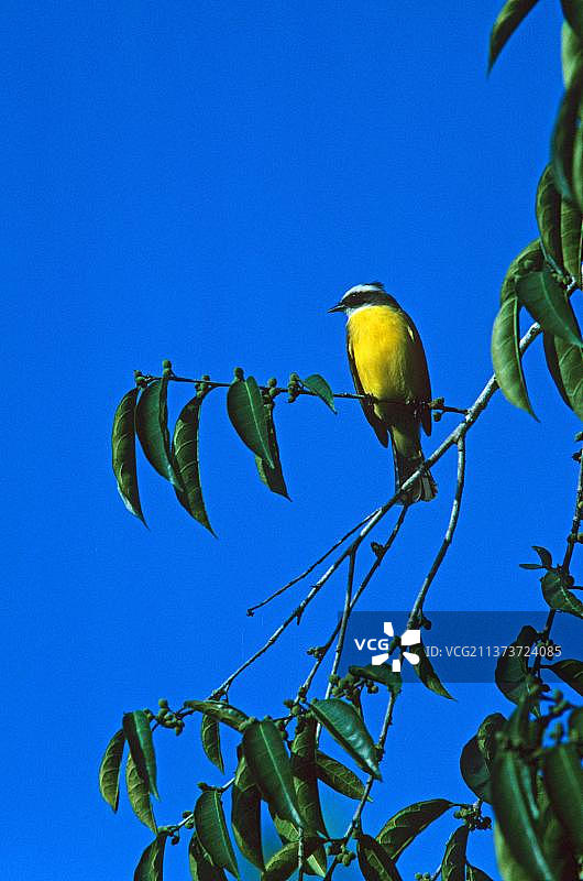 蝇霸鹟，栖息在树上的蝇霸鹟，伯利兹，中美洲图片素材