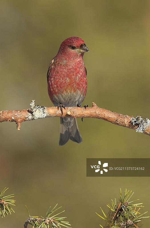 松雀（Pinicola enucleator）成年雄性，栖息在树枝上，芬兰，欧洲图片素材