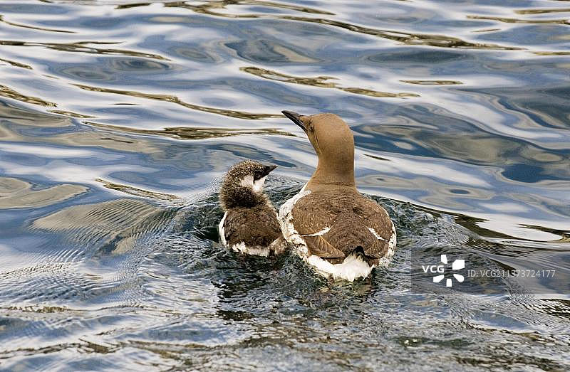 英国法恩群岛海域中与小鸟一同游泳的普通海鸠图片素材