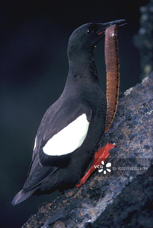 海鸠（Cepphus grylle）嘴里叼着食物（S）图片素材