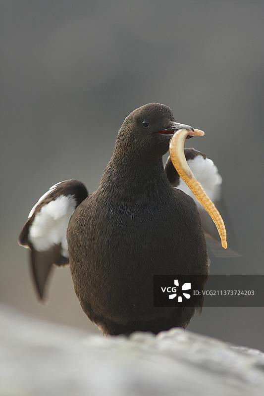 海雀成鸟，嘴里叼着鱼，在英国设得兰群岛振翅图片素材