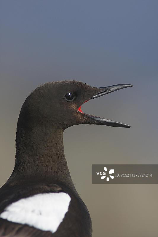 海鸠（Cepphus grylle）成年，鸣叫，头部特写，设得兰群岛，英国，欧洲图片素材