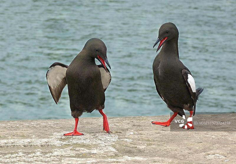 黑海鸽（Cepphus grylle），黑海鸽，海雀，动物，鸟类，黑海鸽成年夫妇，在岩石上求偶炫耀，苏格兰，英国，欧洲图片素材
