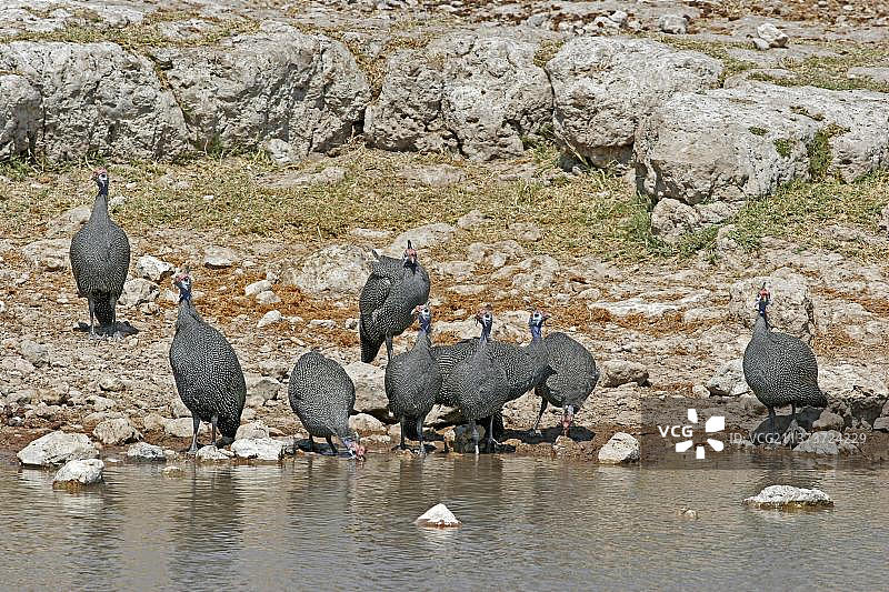 戴盔珠鸡，戴盔珠鸡，戴盔珠鸡成鸟，在埃托沙国家公园纳米比亚水坑饮水图片素材