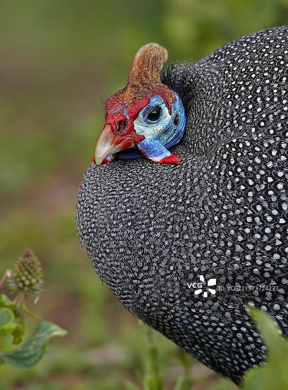 三只珍珠鸡特写，位于南非西开普省开普敦图片素材