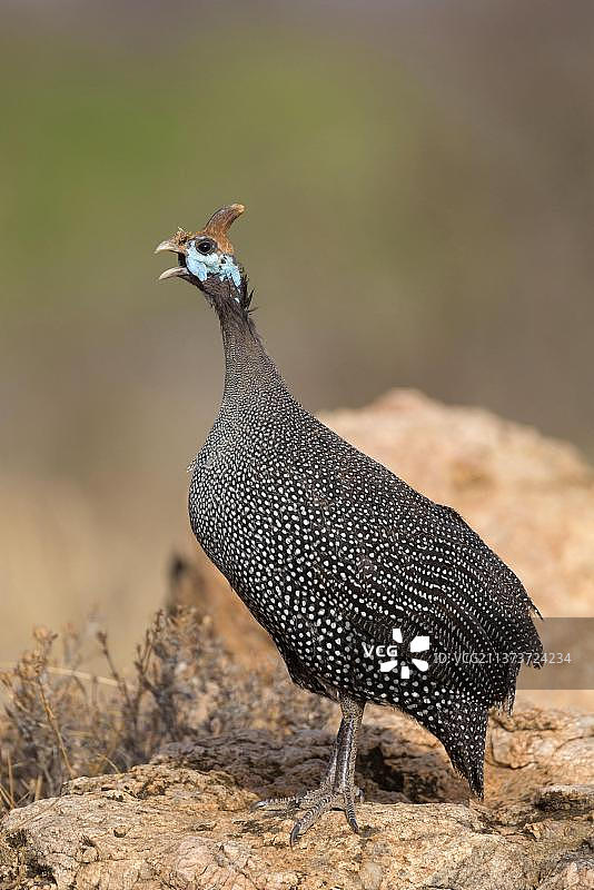 珍珠鸡（Numida meleagris meleagris），肯尼亚桑布鲁国家保护区图片素材