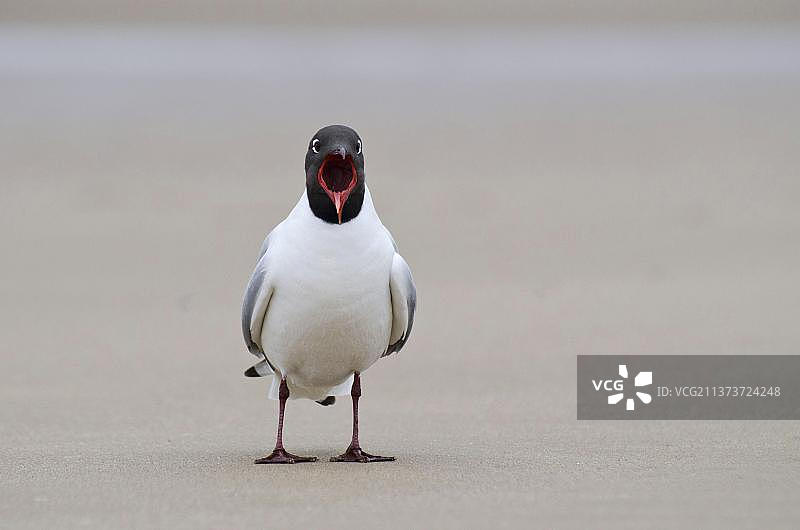 英国诺福克郡海滩上呼唤的黑头鸥图片素材