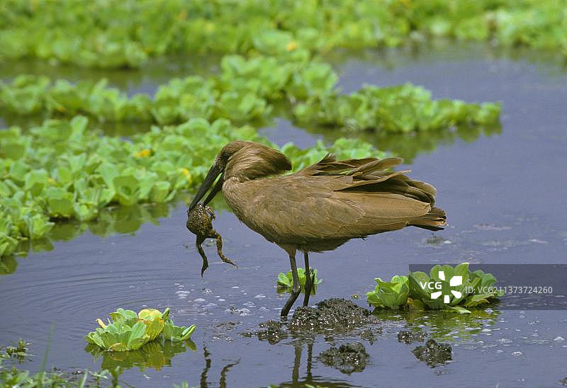 非洲 बुल 头 鸟站在浅水中，马拉维，非洲图片素材