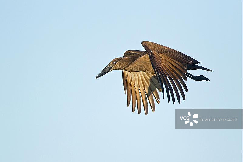非洲博茨瓦纳奥卡万戈三角洲：飞翔的锤头鹳图片素材