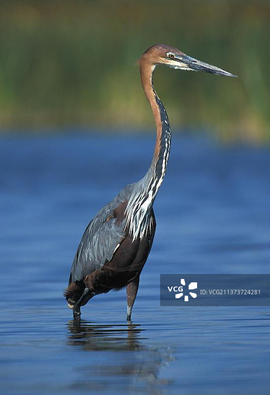 巨鹭，苍鹭，动物，鸟类，肯尼亚巴林戈湖图片素材