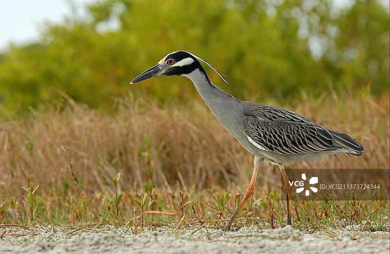 黄冠夜鹭（Nyctanassa violacea）成年鸟，狸藻图片素材