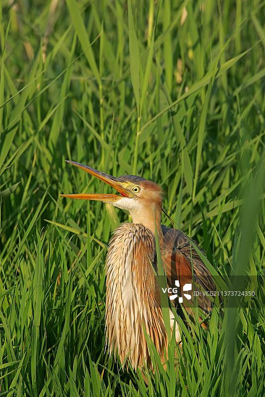 欧洲希腊莱斯沃斯岛芦苇丛中打呵欠的紫鹭幼鸟图片素材