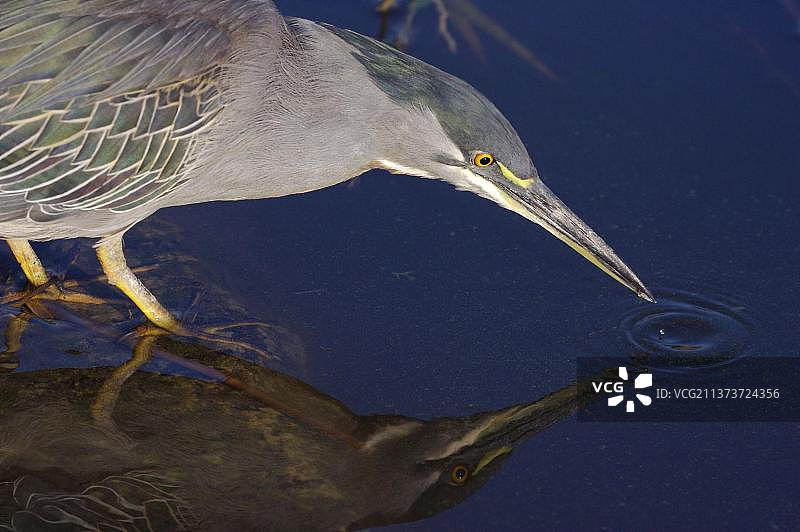 苍鹭在克鲁格国家公园湖中捕食昆虫（南非）图片素材