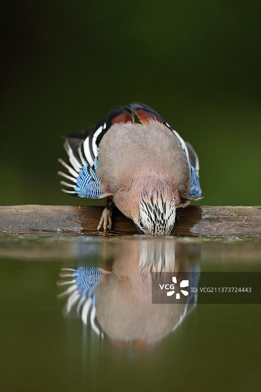 匈牙利林地水池边饮水的成年欧洲松鸦图片素材