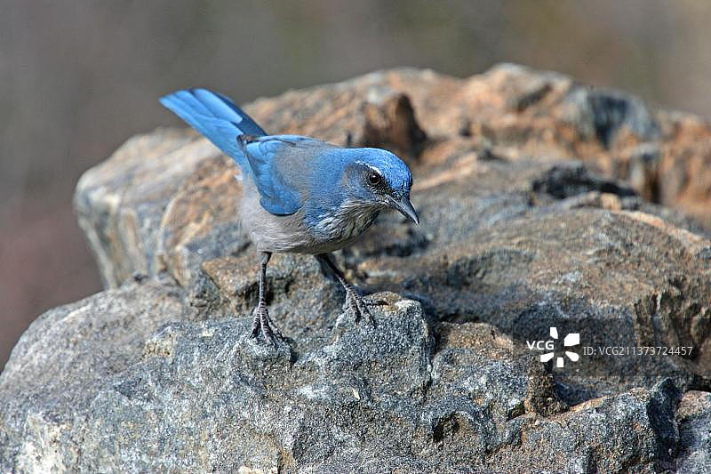成年加州丛鸦，站立在岩石上，美国新墨西哥州图片素材