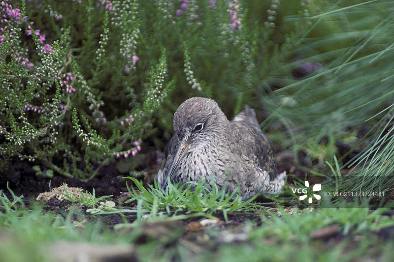 红脚鹬，动物，鸟类，涉水鸟图片素材