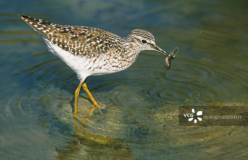 带有蝌蚪的矶鹬图片素材