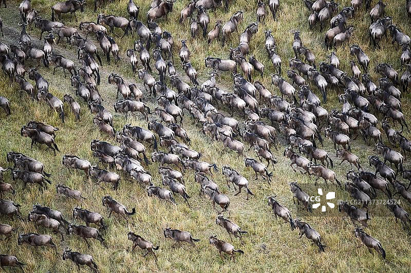 角马迁徙鸟瞰，肯尼亚马赛马拉国家保护区图片素材