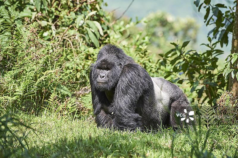 山地大猩猩，非洲乌干达姆加辛加国家公园图片素材