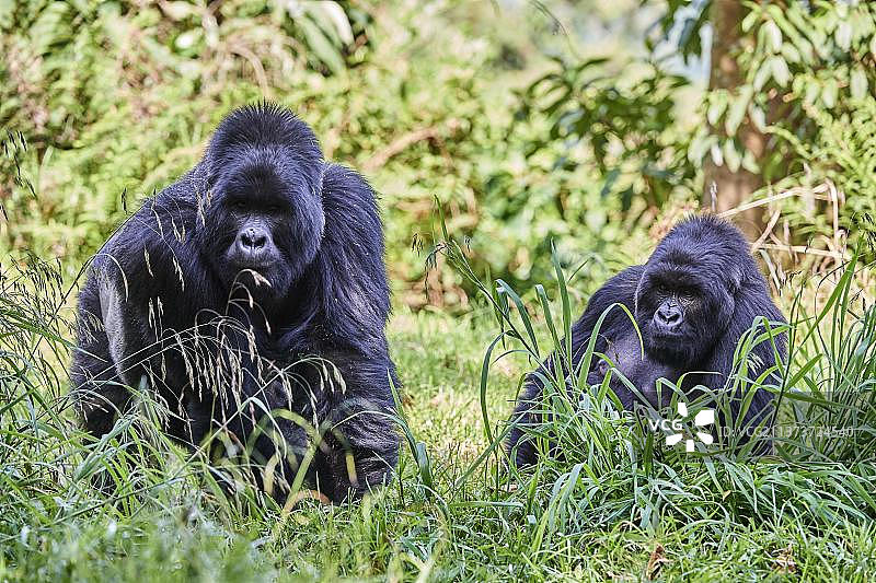 山地大猩猩图片素材