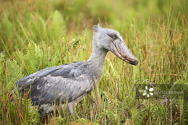 非洲乌干达维多利亚湖，Mabamba沼泽地的鲸头鹳图片素材